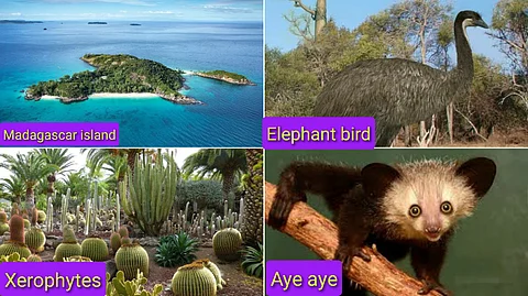Madagascar island and animals