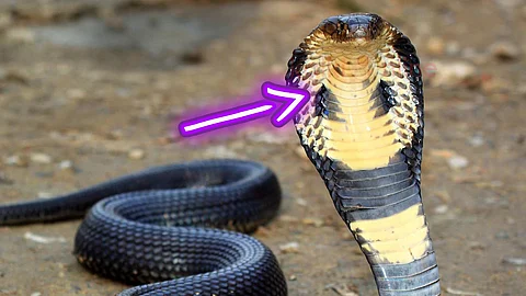 king cobra