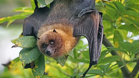 The importance of bats