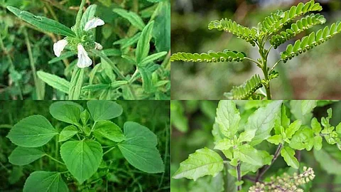 4 Medicinal uses of plants