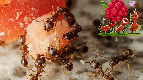 ant strength