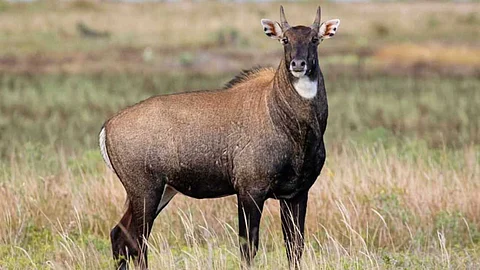 India's largest deer, the Nilgai