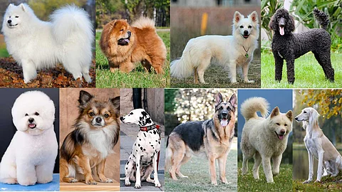 A guide to help you choose your pet