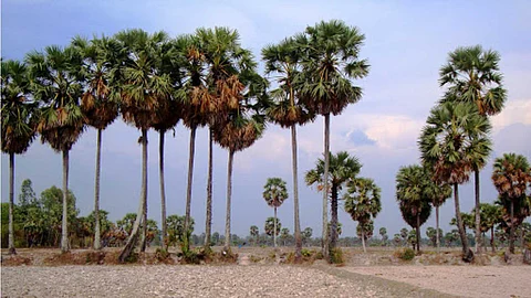 10 wonders of the palm tree