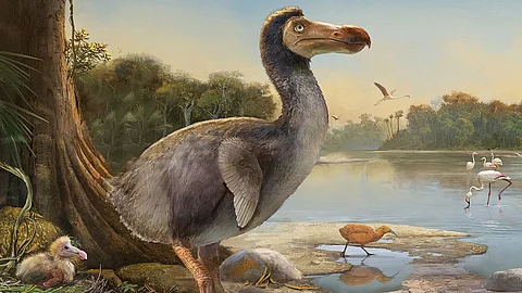 Dodo bird life lesson