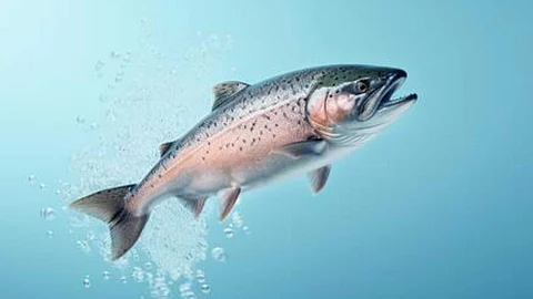 Fish responsible for human origin