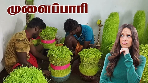 Mulaipari