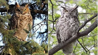Beautiful Owl Species in the World