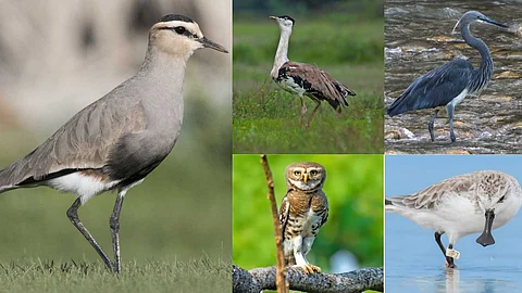 Rare Indian birds on the verge of extinction