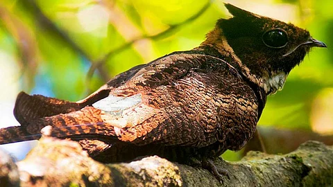 The Great Eared Nightjar