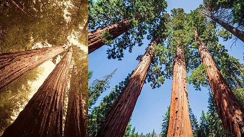 One tree, many wonders