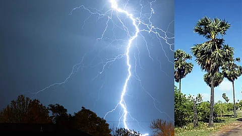 Death by lightning? You can survive if you have a palm tree!