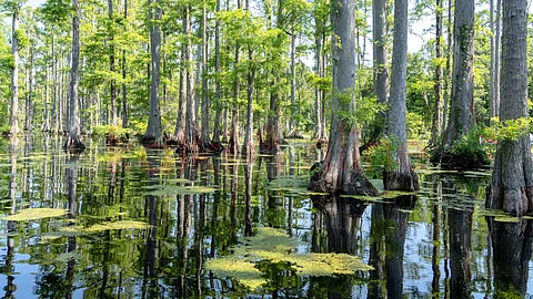 Okefeenokee Swamp