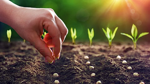 Plant a tree