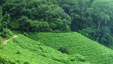 Kerala's Mini Munnar