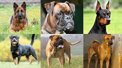 The best dogs to guard the house