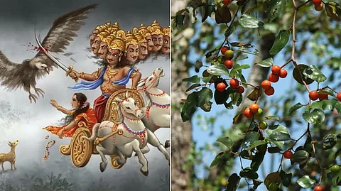 Ravanan and Indian jujube tree