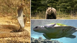 Organisms that live without food