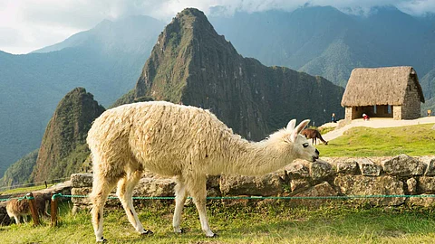A few things about llamas