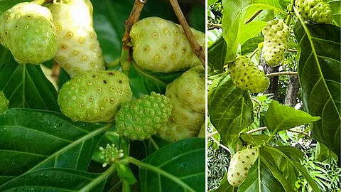 Benefits of Nuna Tree