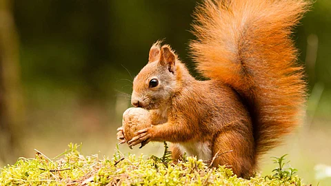 10 things you didn't know about squirrels!