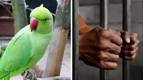 Parrot and Criminal