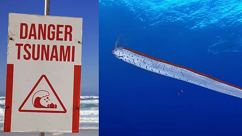 Oarfish tsunami prediction