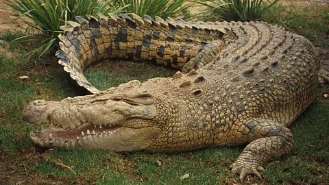 Deadly crocodiles that hunt humans