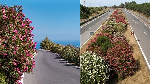 Nerium plants in Highways