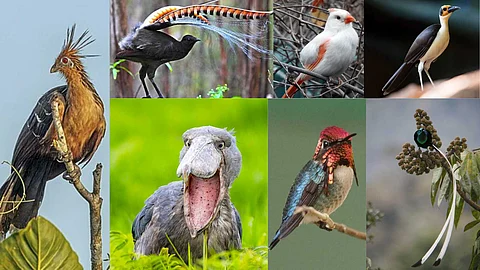 Strange birds of the world