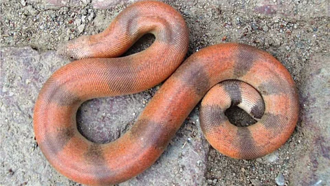 Mysterious 'two-headed' snake