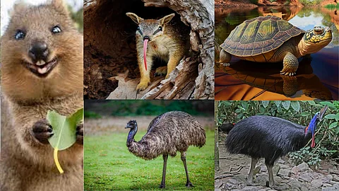 Amazing animals living in Australia