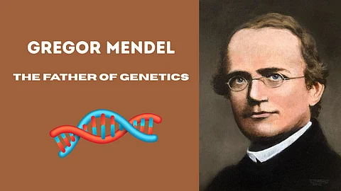 Father of genetics - Gregor Mendel