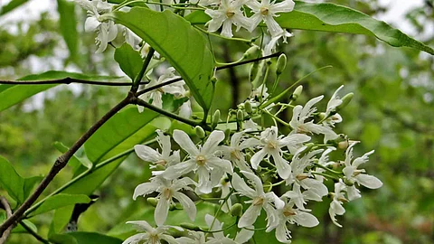 Benefits of Vetpalai tree