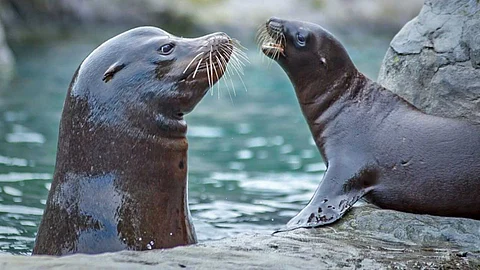 Unbelievable things about sea lions