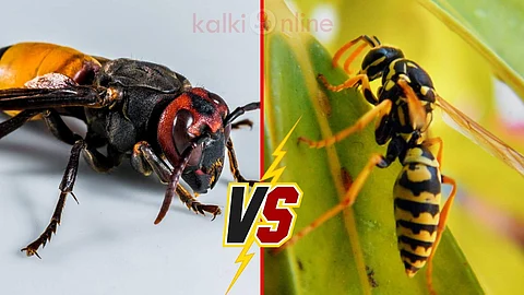 Wasp vs Hornet