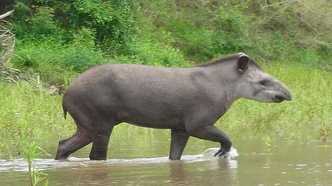 The South American tapir has returned