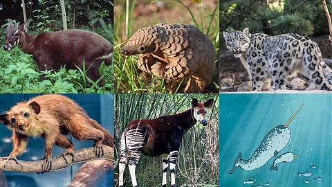 Rare and mysterious animals