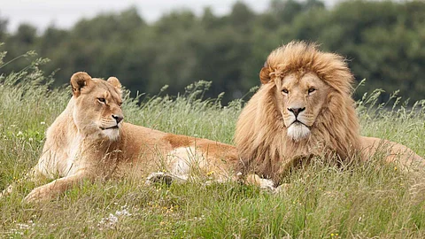 Cruelty to lions in the name of traditional medicine!