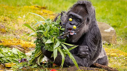 Berlin Zoo Fatou Gorilla