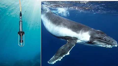 Hydrophone and whale