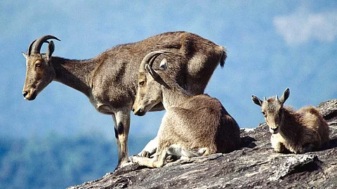 Shocking information about Nilgiri Tahr