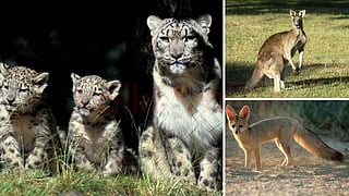 Special features in Animals