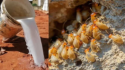 Termite control Simple ways