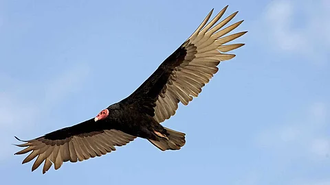 Amazing birds that find prey by scent
