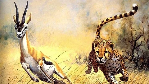 Deer chased by leopard