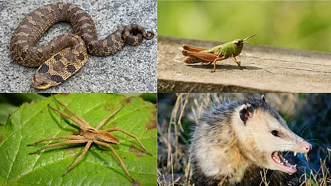 Animals that pretend to escape from enemies