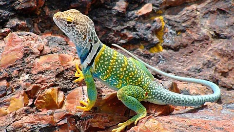 Colorful lizards