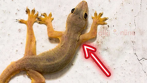 Lizard