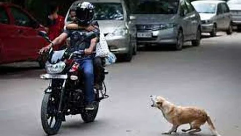 What to do if dogs chase you?